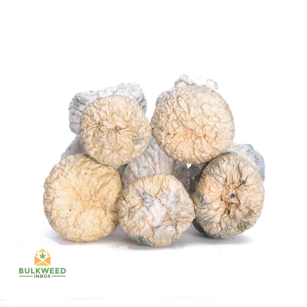 ALBINO-PENIS-ENVY-MUSHROOMS