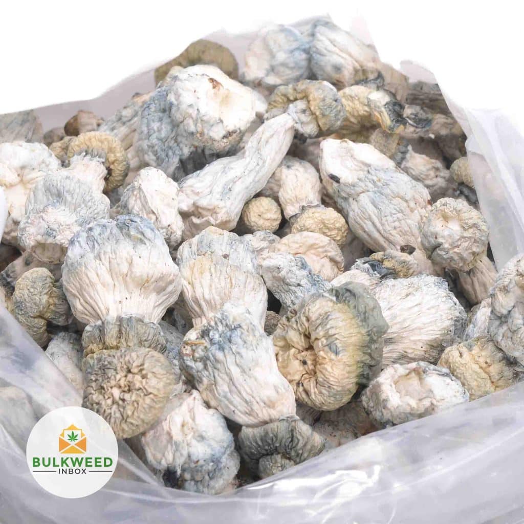 ALBINO-PENIS-ENVY-MUSHROOMS1