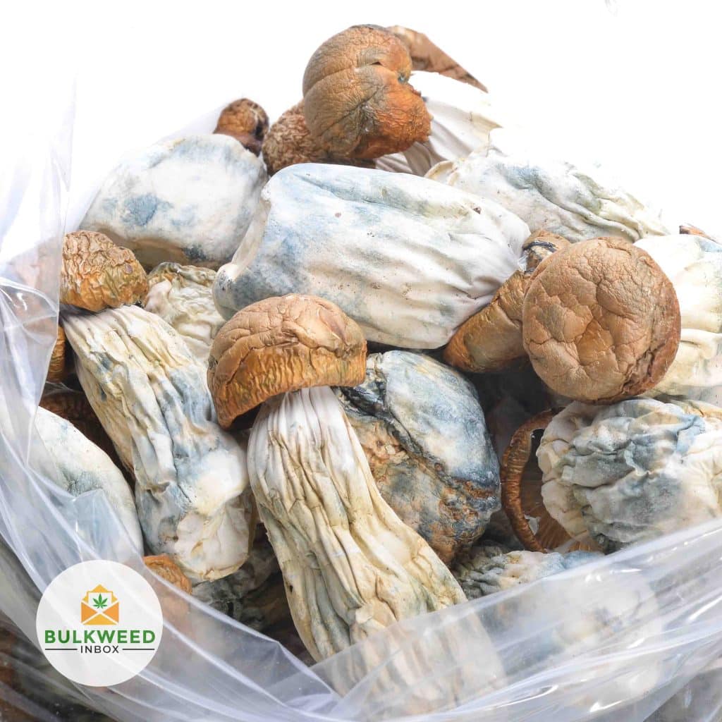 GOLD-MEMBER-MUSHROOMS2