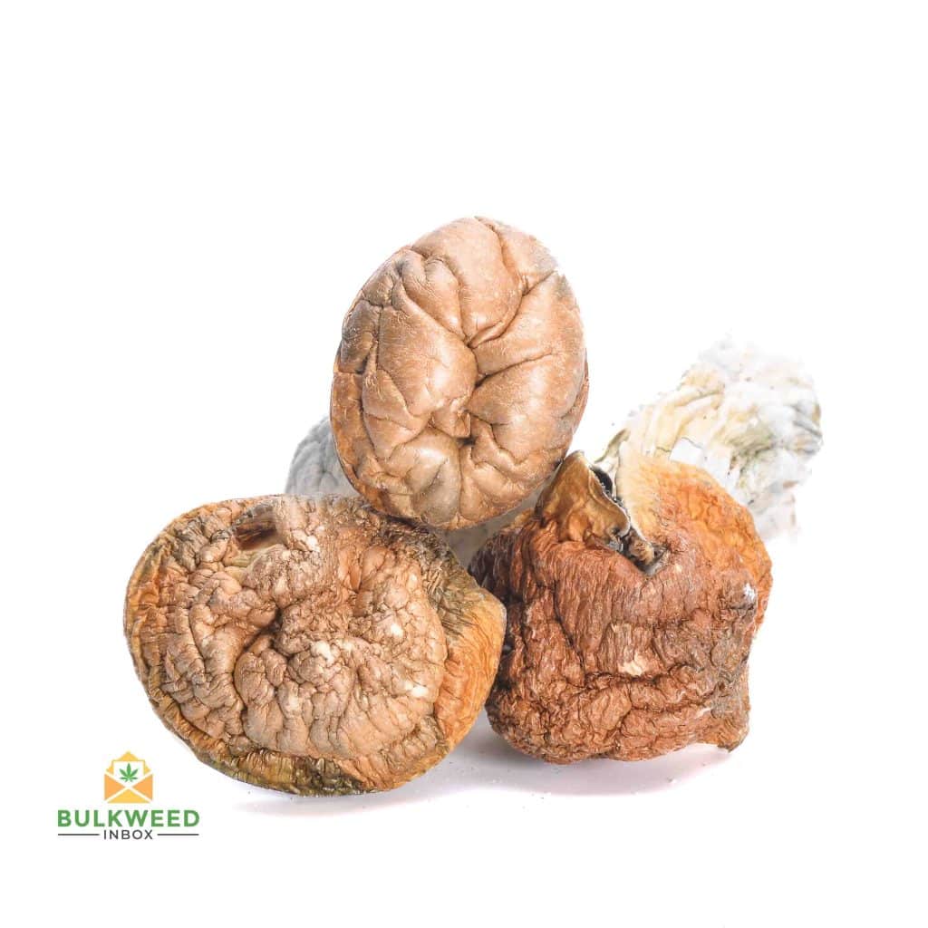 MACK-SHACK-MUSHROOMS