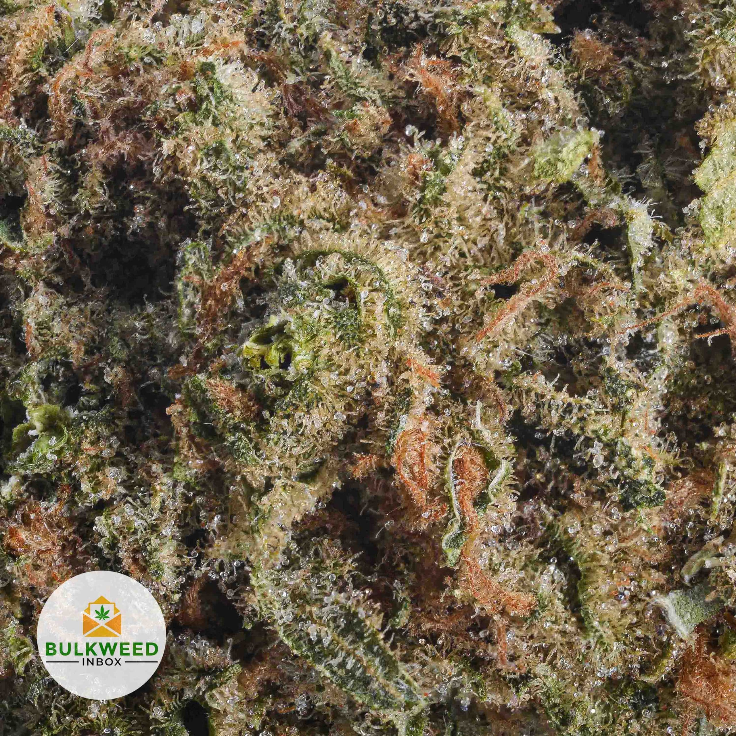 Super Lemon Haze AAA+ | Buy Weed Online | Online Dispensary