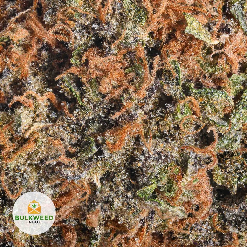 WEST-COAST-DIESEL-AAA2