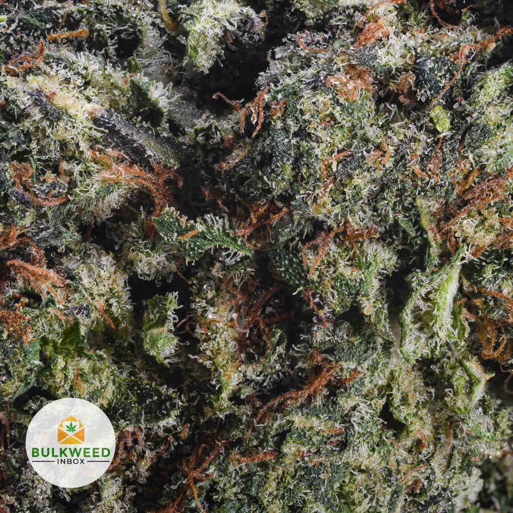 GREASE-MONKEY-AAAA2-2