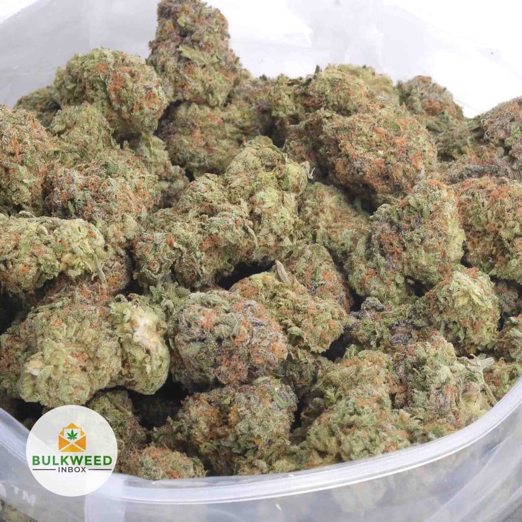 RED-CONGOLESE-AAAA-2