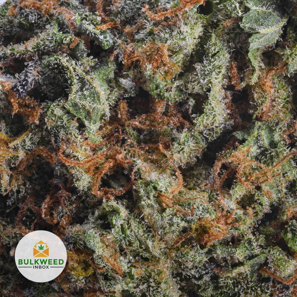 RED-CONGOLESE-AAAA2-2