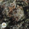 WHITE-OG-AA2