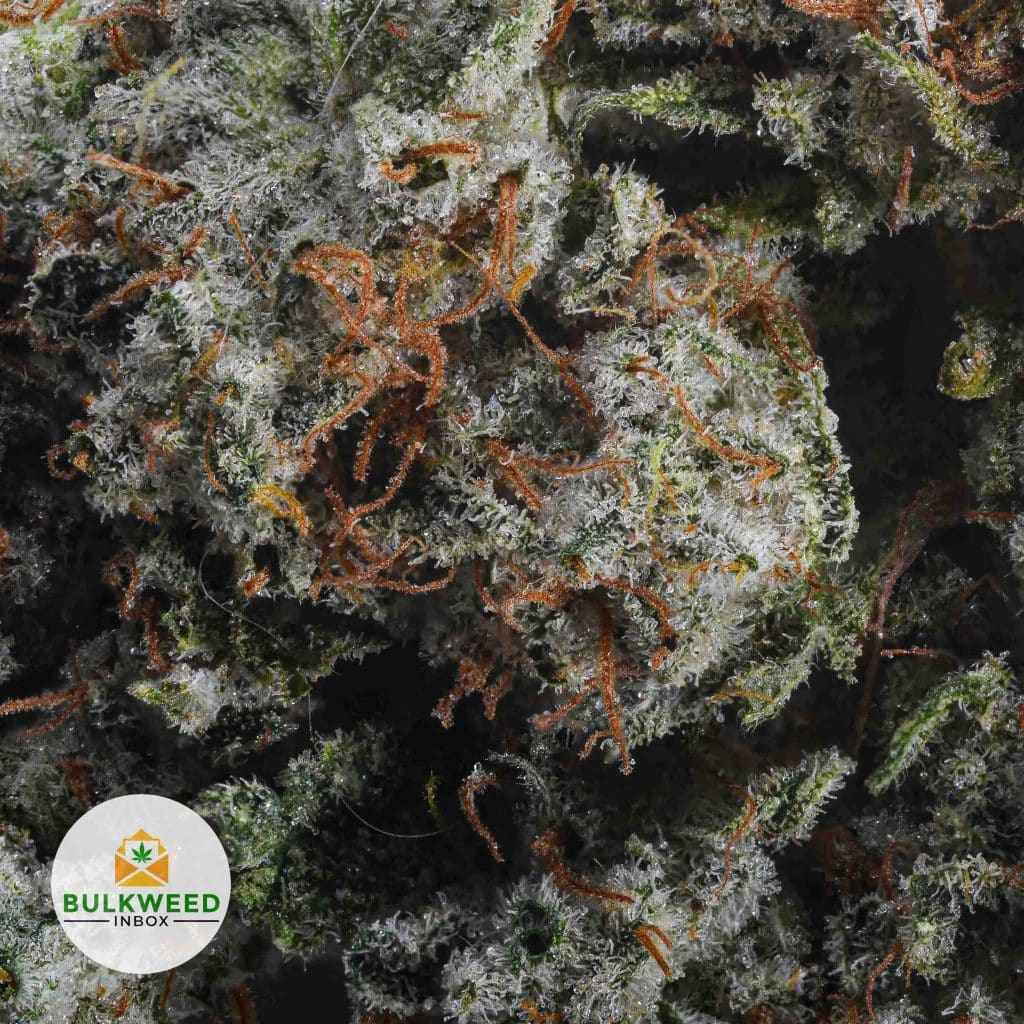 WHITE-OG-AA2