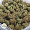PURPLE-ROCKSTAR-AAA-2