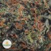 PURPLE-ROCKSTAR-AAA2-2