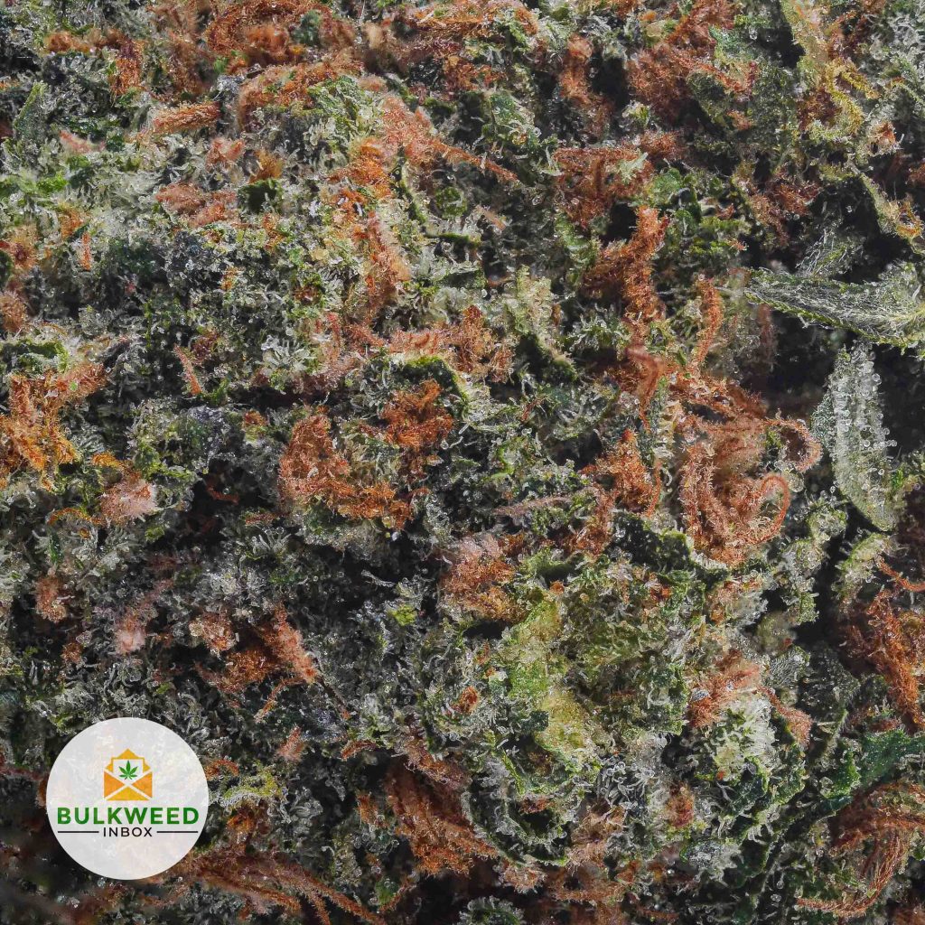 PURPLE-ROCKSTAR-AAA2-2