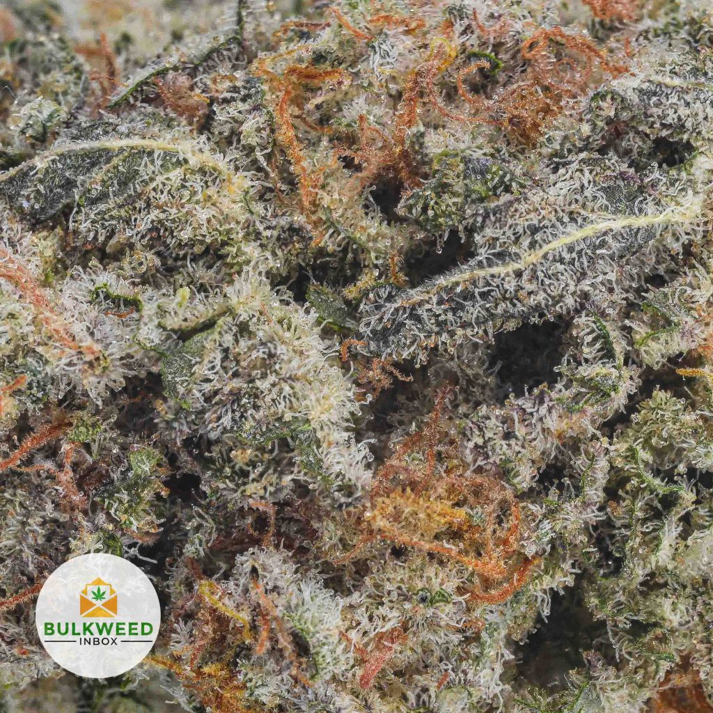 SHERBET-AA2-2