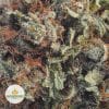 TRAINWRECK-BB2-2
