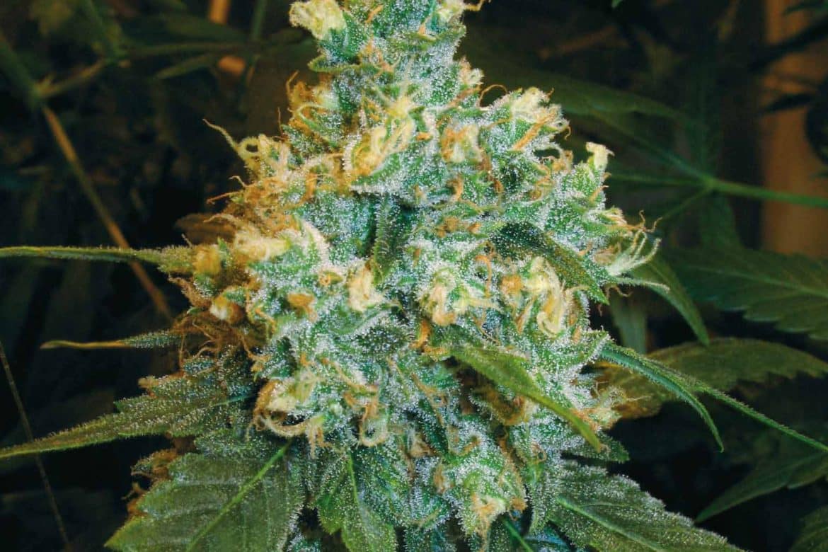 jack-herer-plant-flower-marijuana-legalization-canada-online