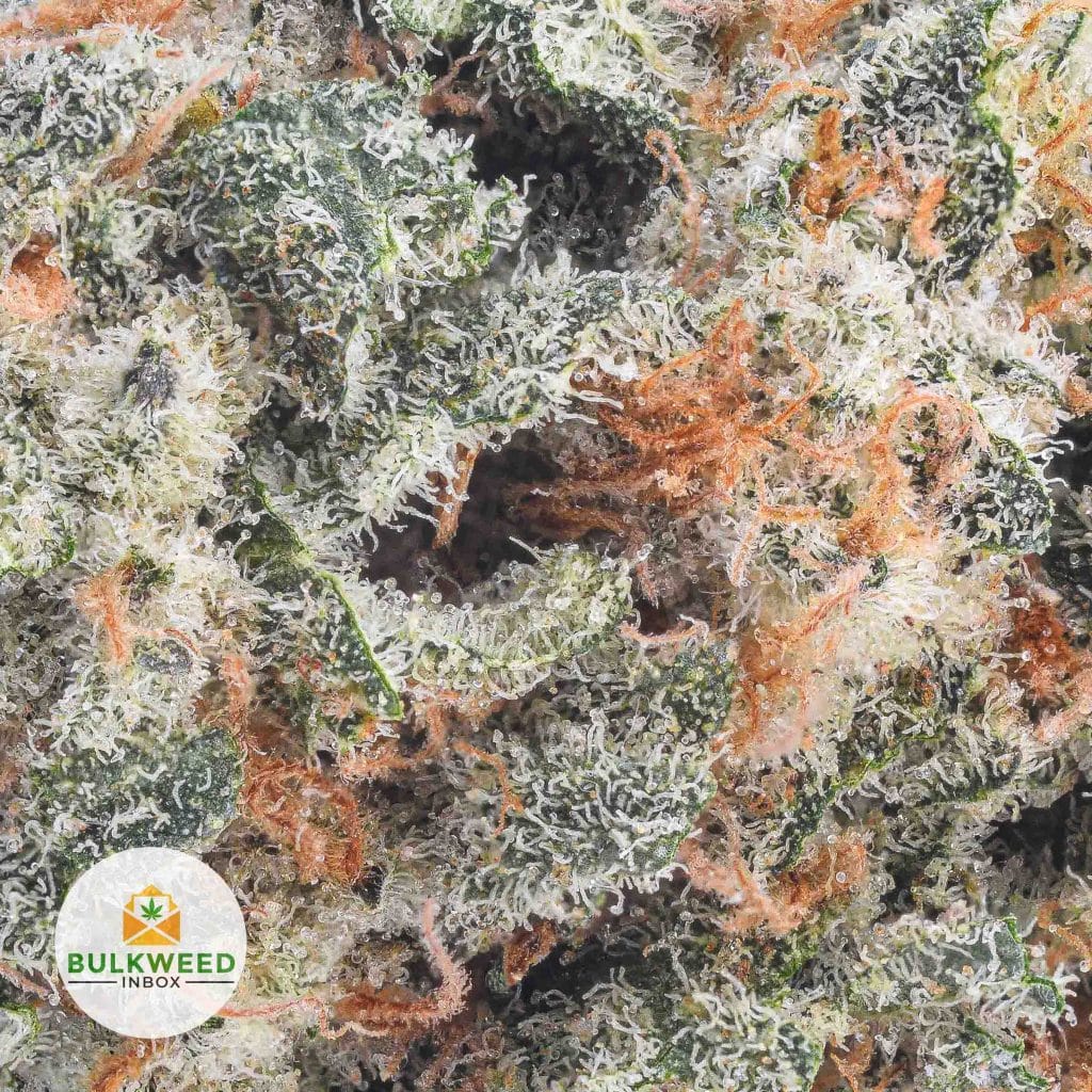 GIRL-SCOUT-COOKIES-AAA2-2