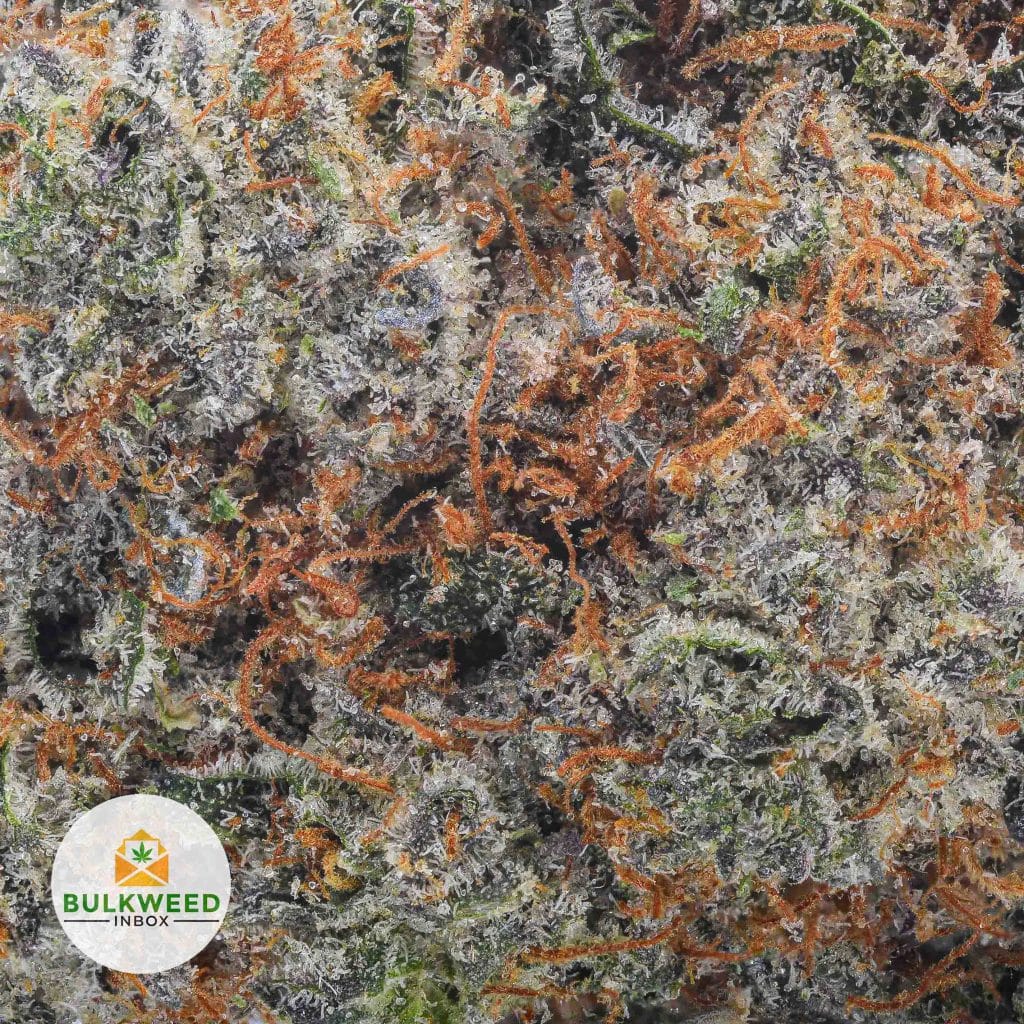 NORTHERN-LIGHTS-AAA3