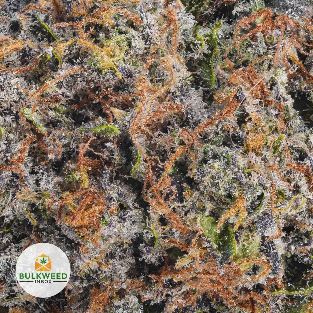 PLATINUM-PINK-NELSON-FARMS-AAAA2