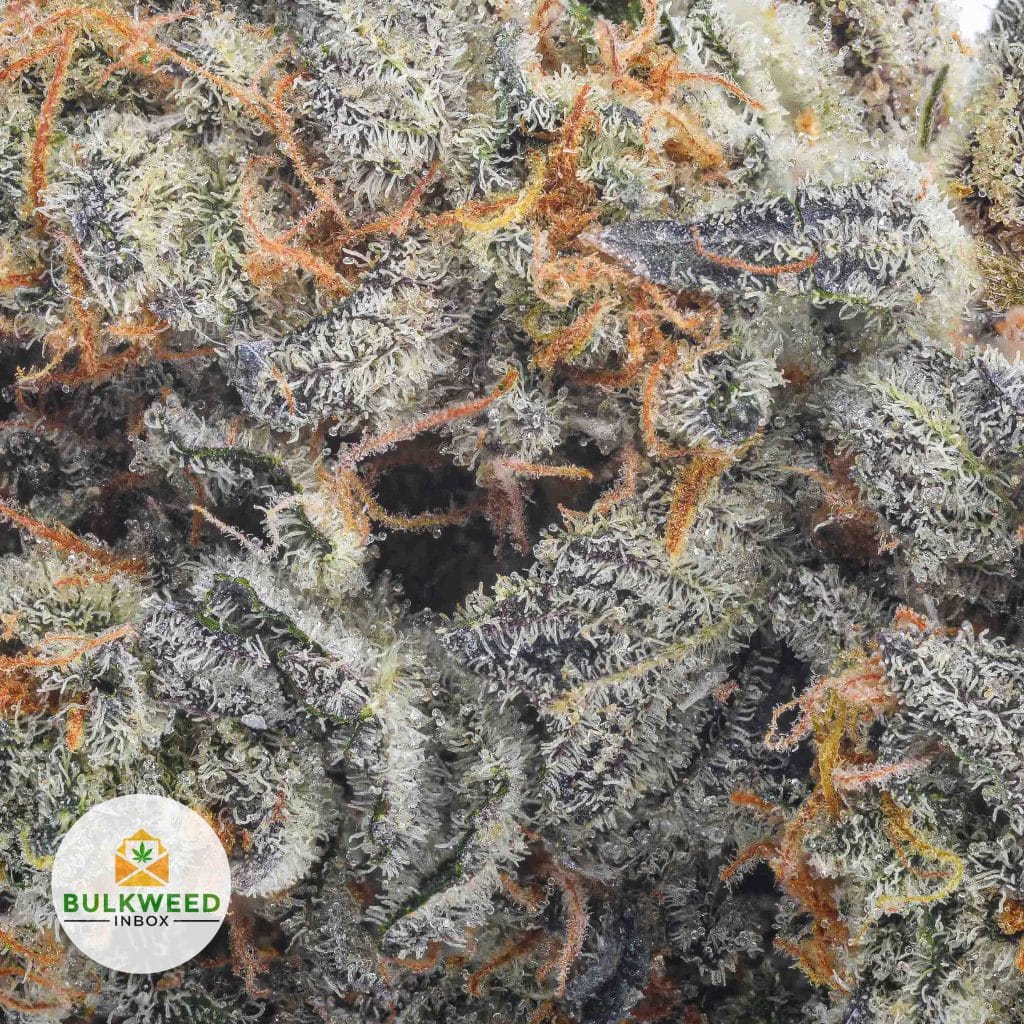 SUPER-LEMON-GLUE-AAA2-2