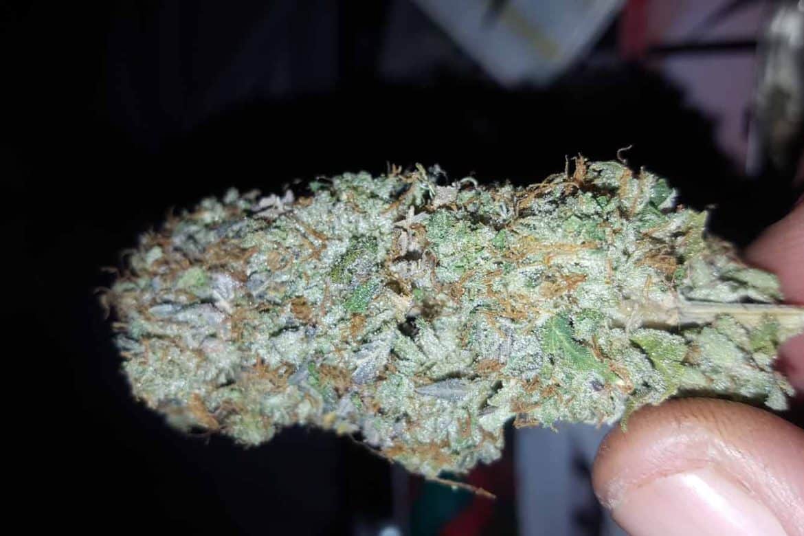 death-bubba-strain-purple-indica-buds