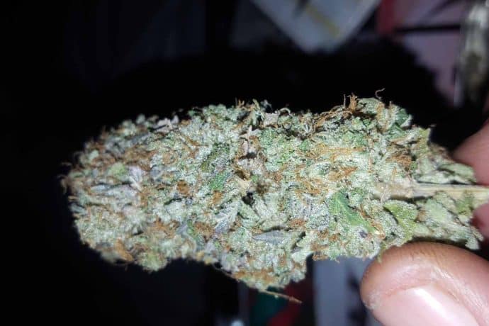 death-bubba-strain-purple-indica-buds