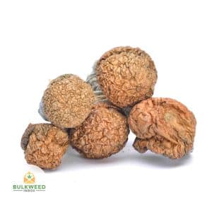 GOLDEN-TEACHER-MUSHROOMS1