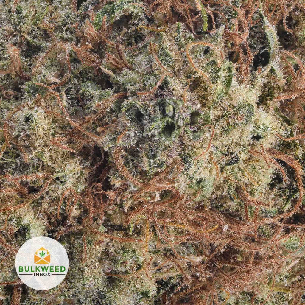 Ace-of-Spades-BB-AAA2