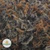 CANNALOPE-HAZE-2
