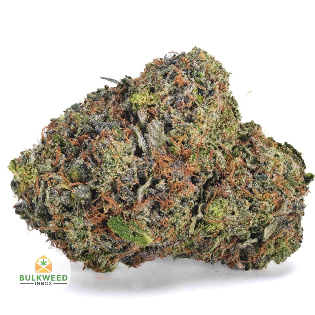 GREASEY-PINK-BUBBA-AAA1
