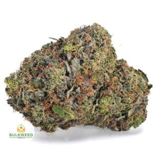 GREASEY-PINK-BUBBA-AAA1