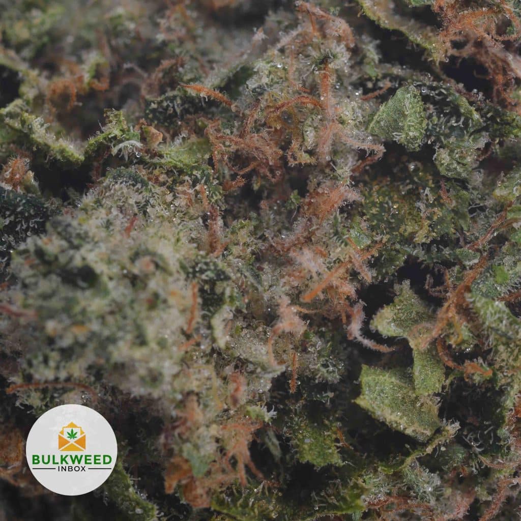 PINK-GAS-2