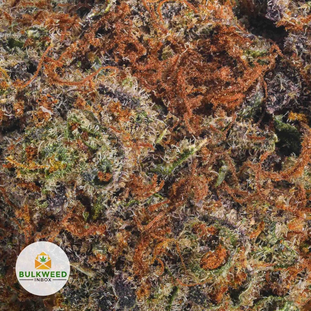 RED-CONGOLESE-BBAAA2