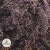TROPICANA-COOKIES-2