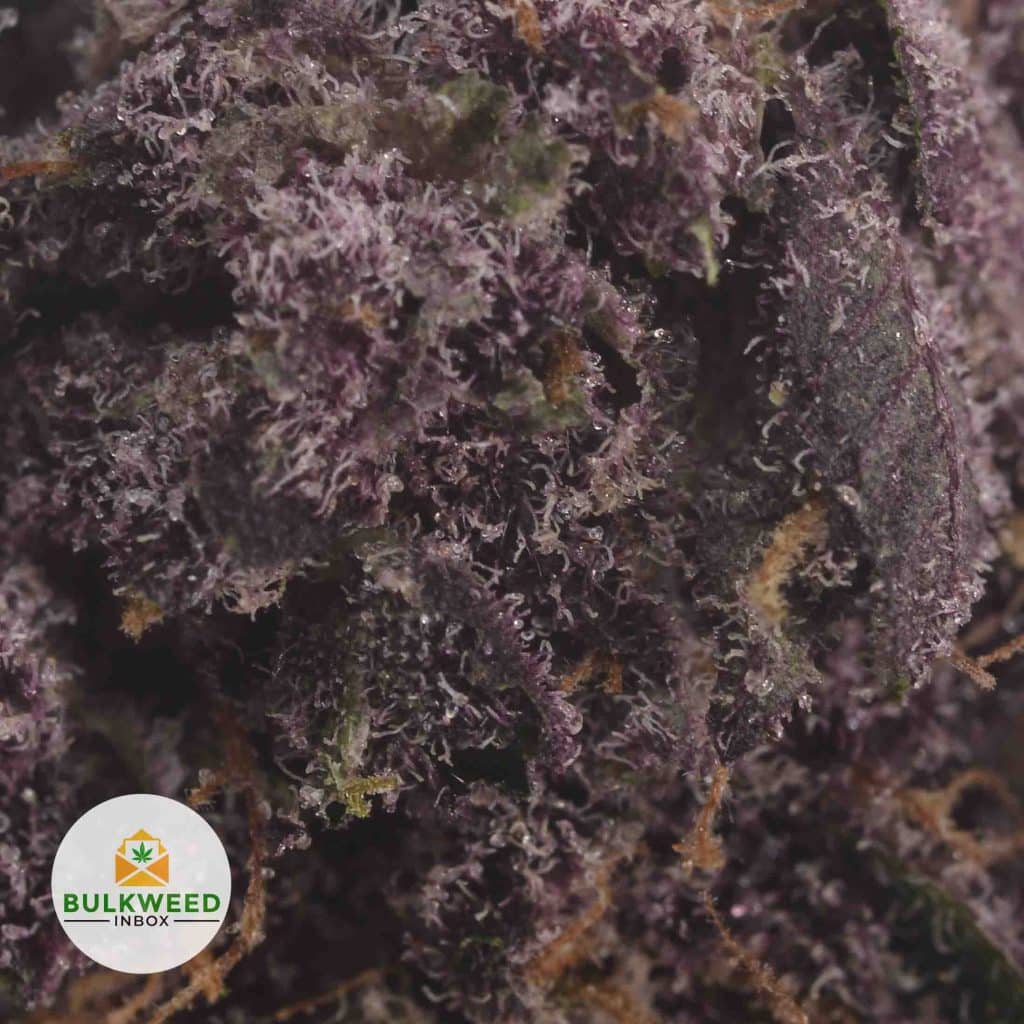 TROPICANA-COOKIES-2