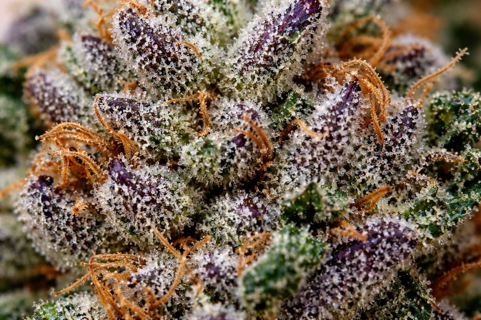 craft-aaaa-cannabis-flower-macro