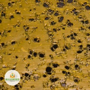 LIT-EXTRACTS-NORTHERN-LIGHTS-SHATTER