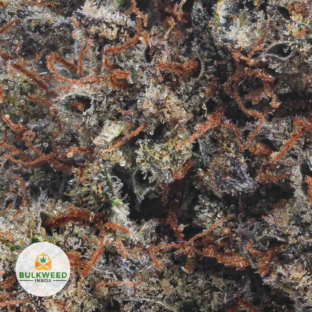 MODIFIED-ROOTBEER-AA2