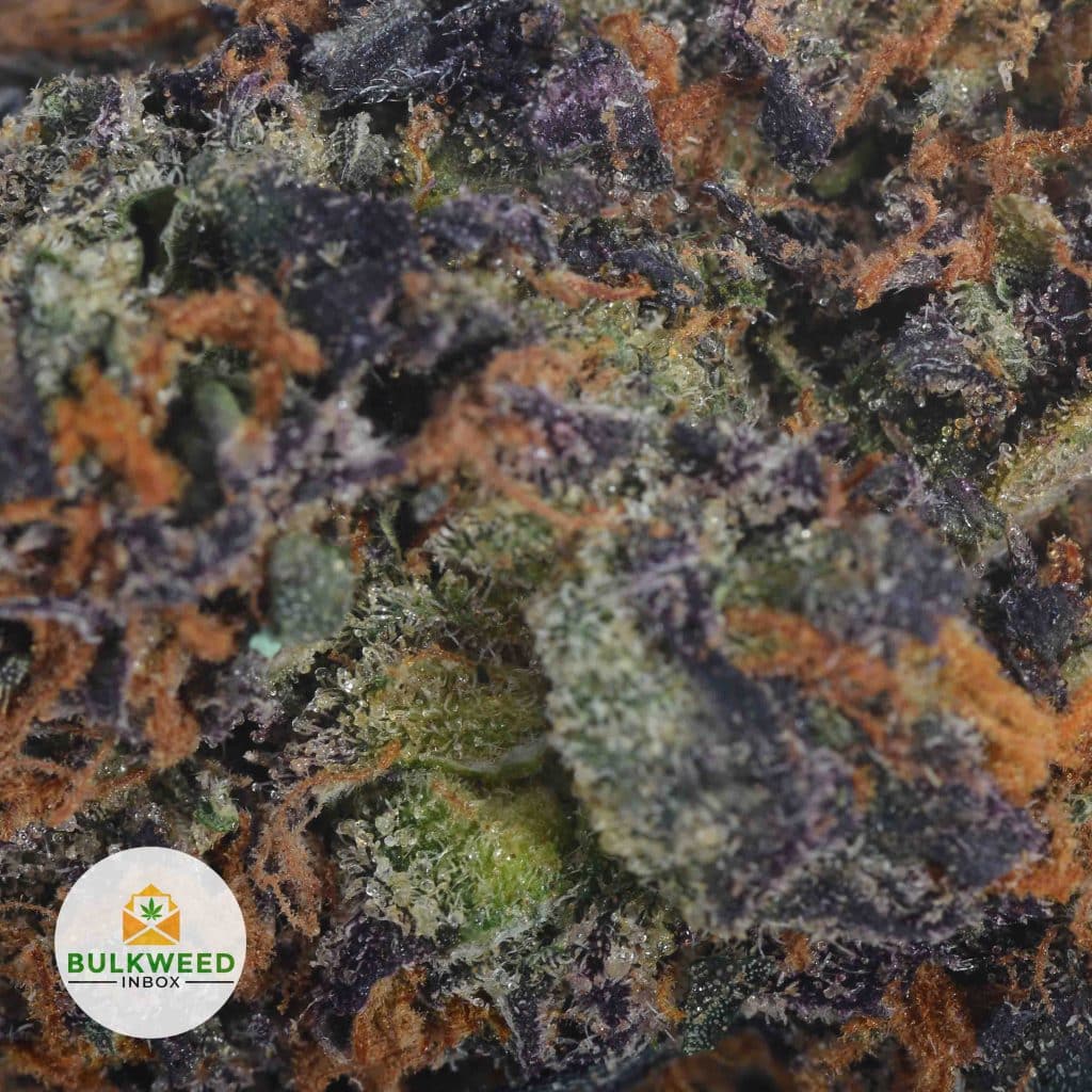 PURPLE-AFGHANI-TRICHOMES