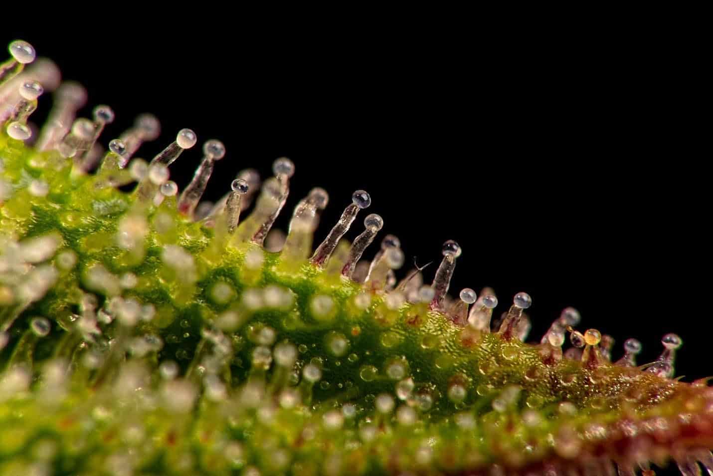 aaaa-ounce-deals-online-canada-mix-match