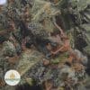 BLACKWATER-2
