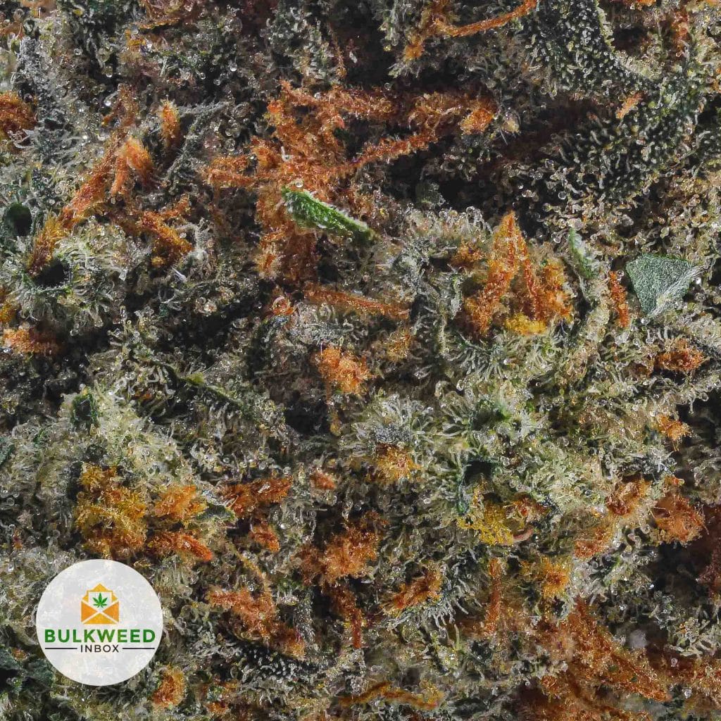 BLUEBERRY-DREAM-AAA2
