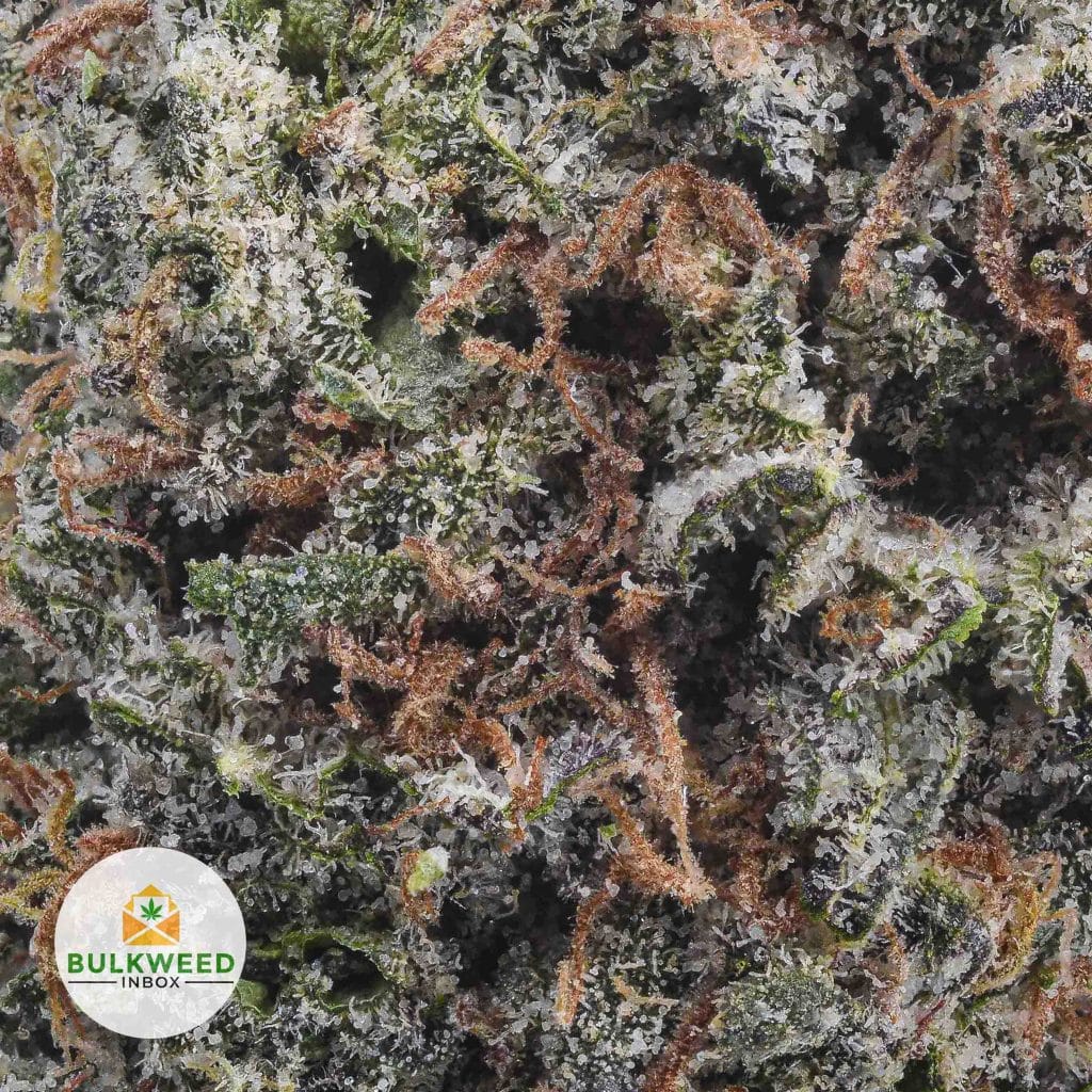 CINDERELLA-99-BBAAA2