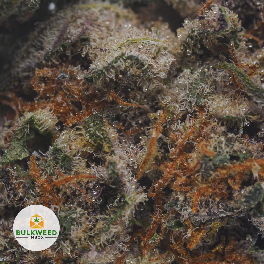 GRAPE-APE-POPCORN-2