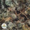 LEMON-SKUNK-2