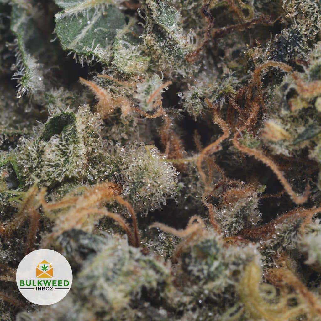 LEMON-SKUNK-2