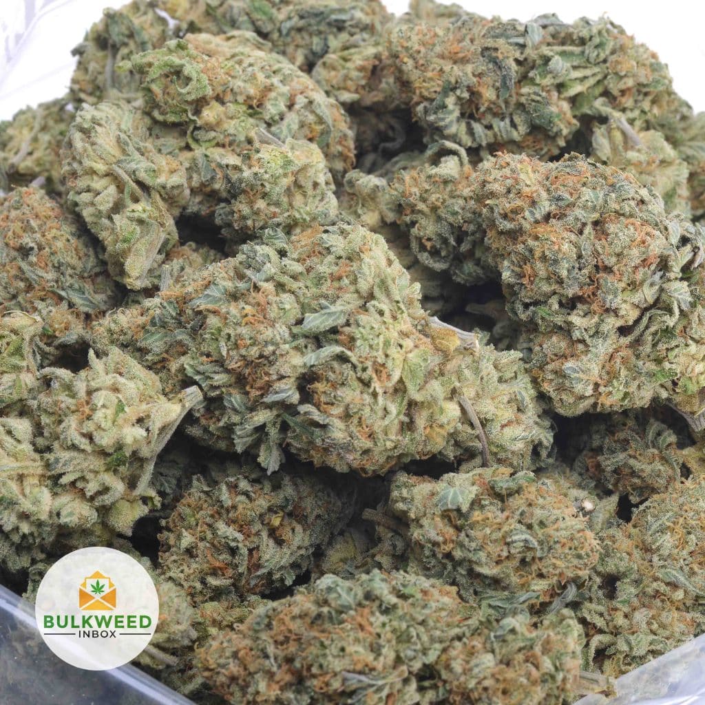 LEMON-SKUNK-3
