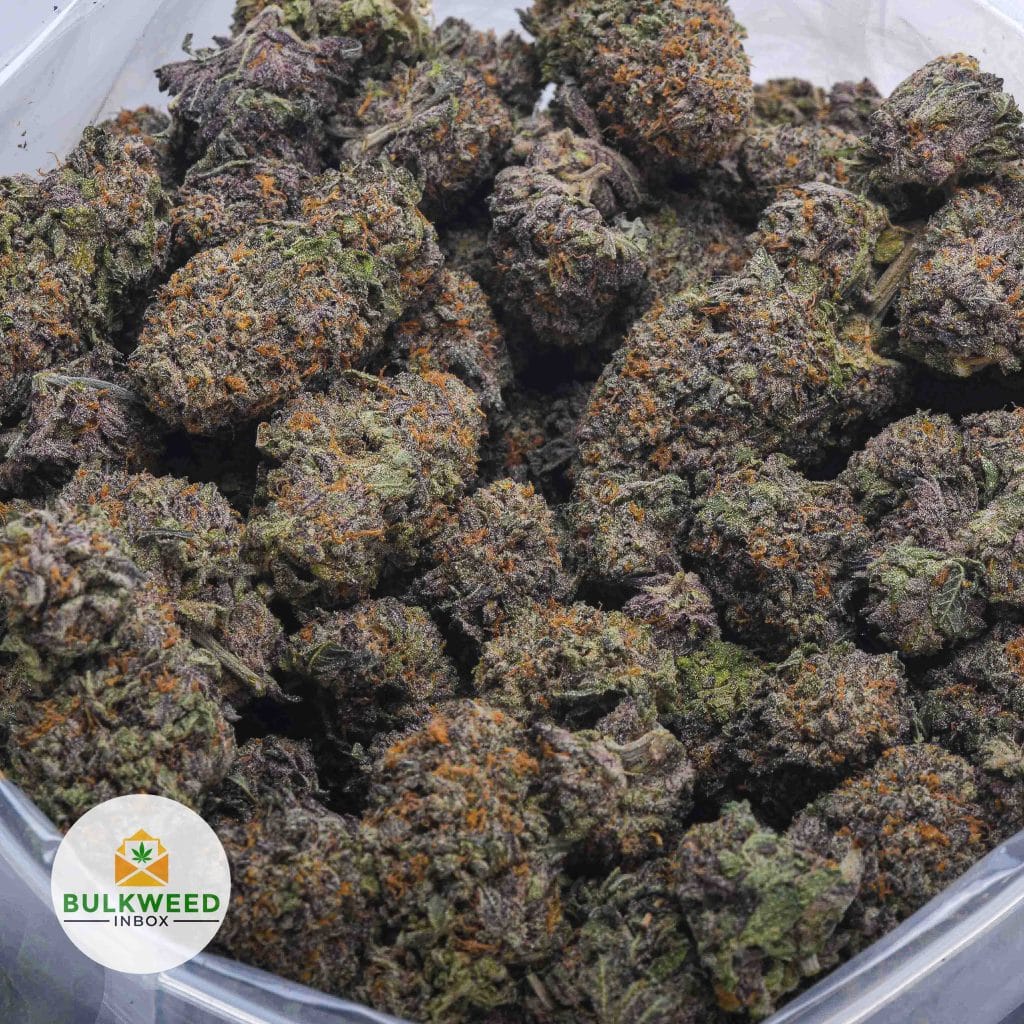 MENDOCINO-PURPLE-BBAAA