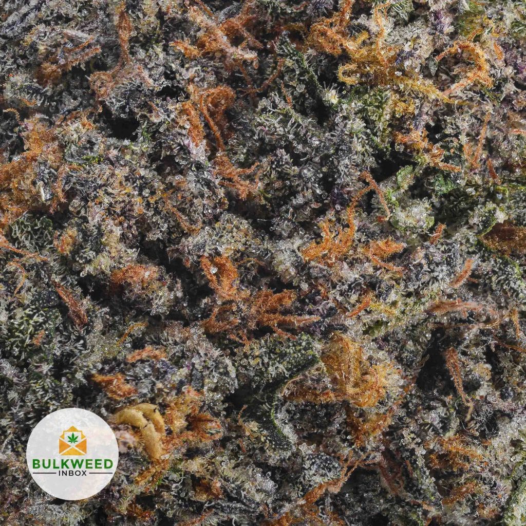 MENDOCINO-PURPLE-BBAAA2