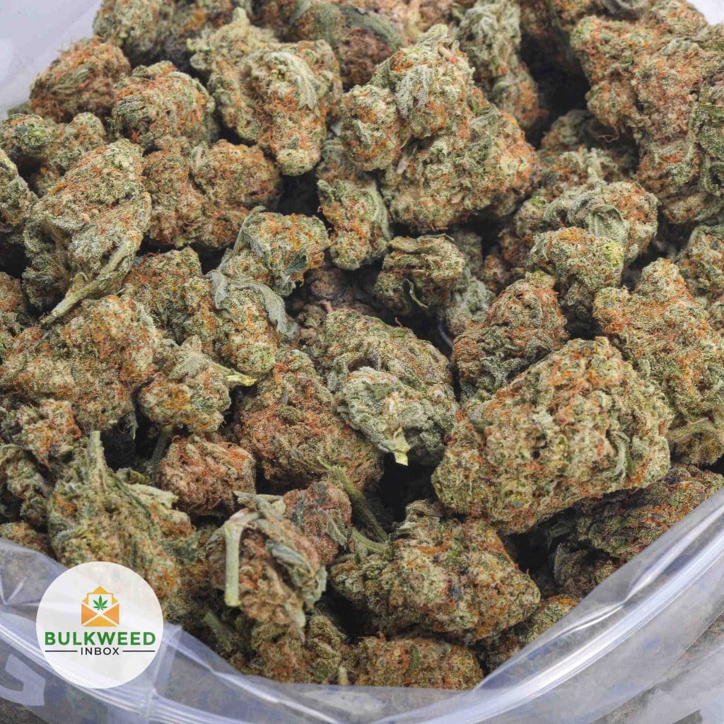 ORANGE-CREAMSICLE-BB