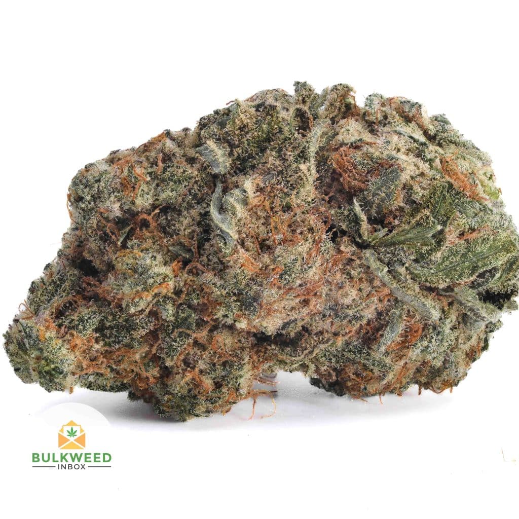 ORANGE-CREAMSICLE-BB1