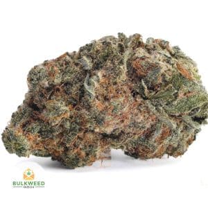 ORANGE-CREAMSICLE-BB1