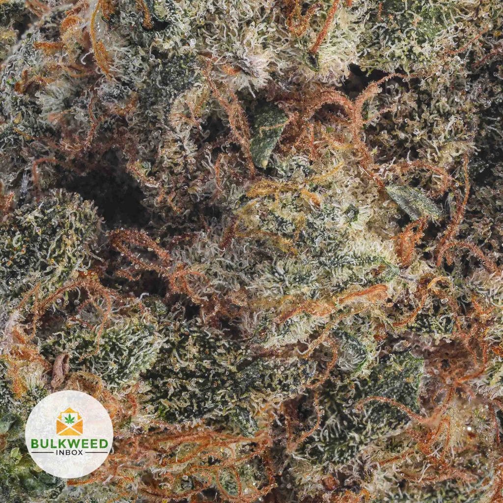 ORANGE-CREAMSICLE-BB2